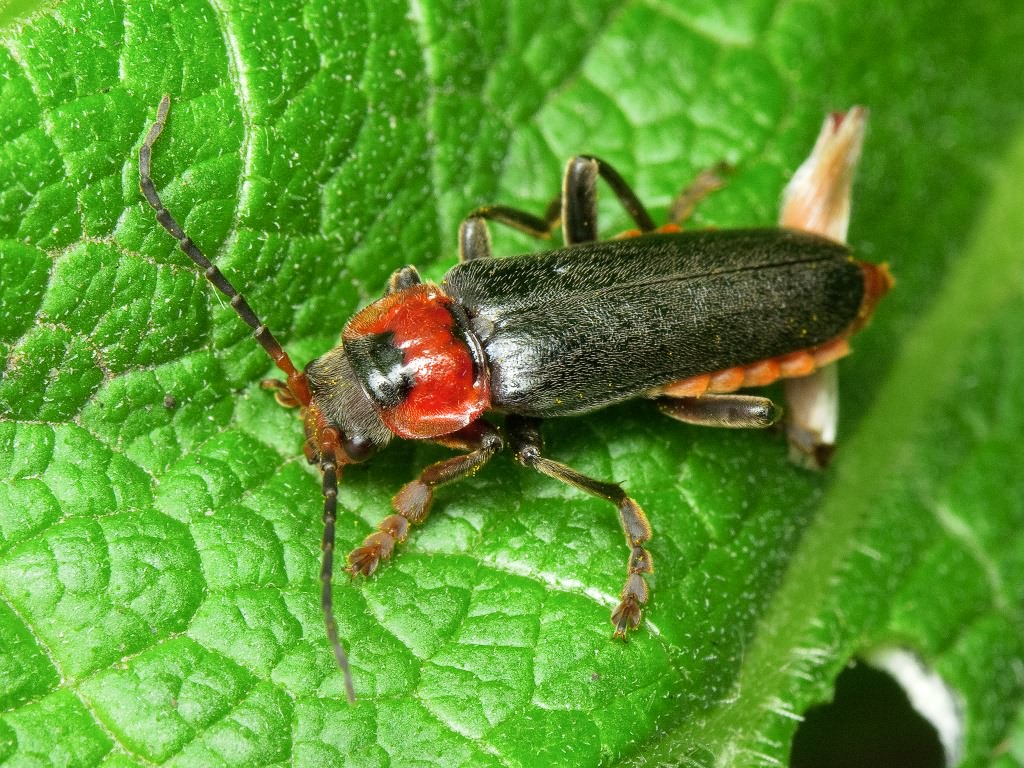 Cantharis fusca Linnaeus, 1758